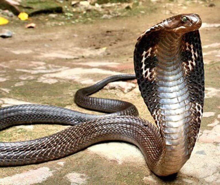 Cobra com o capuz aberto