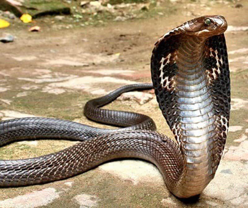 Cobra com o capuz aberto