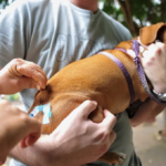 Vacinação de pets (Foto: Reprodução/Mais Goiás)