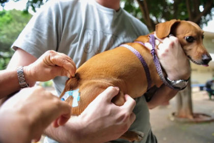 Vacinação de pets (Foto: Reprodução/Mais Goiás)
