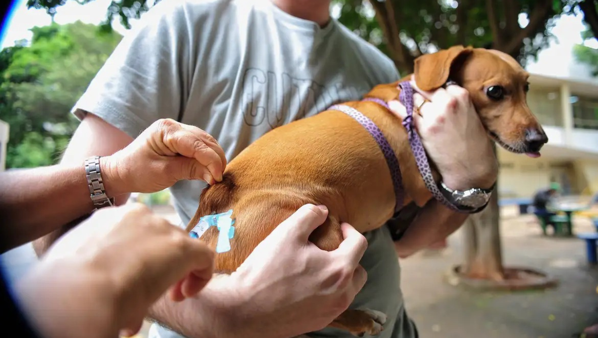 Vacinação de pets (Foto: Reprodução/Mais Goiás)