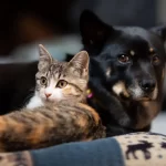 Castração de pets (Foto: Reprodução/Mais Goiás)