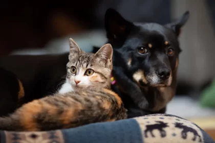 Castração de pets (Foto: Reprodução/Mais Goiás)