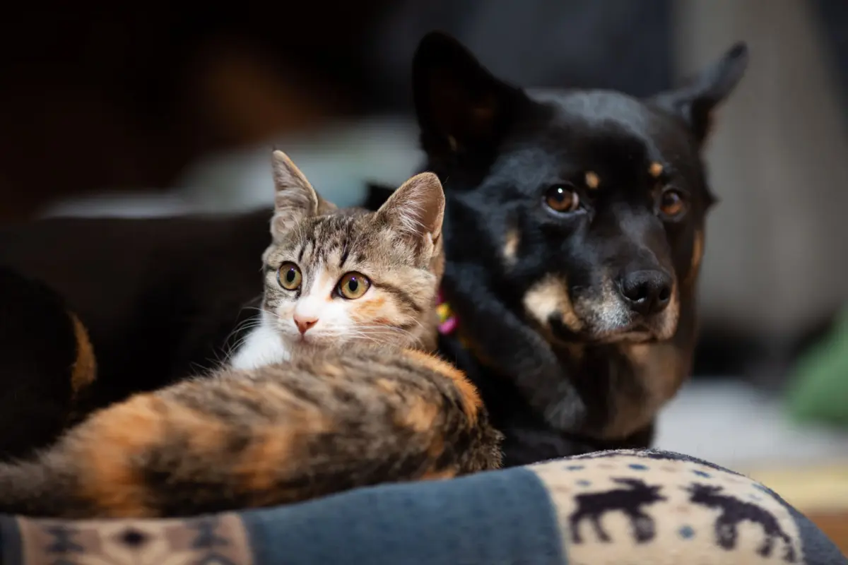 Castração de pets (Foto: Reprodução/Mais Goiás)