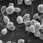 Imagem de microscopia eletrônica de varredura de várias células da alga Chlamydomonas, com seus flagelos